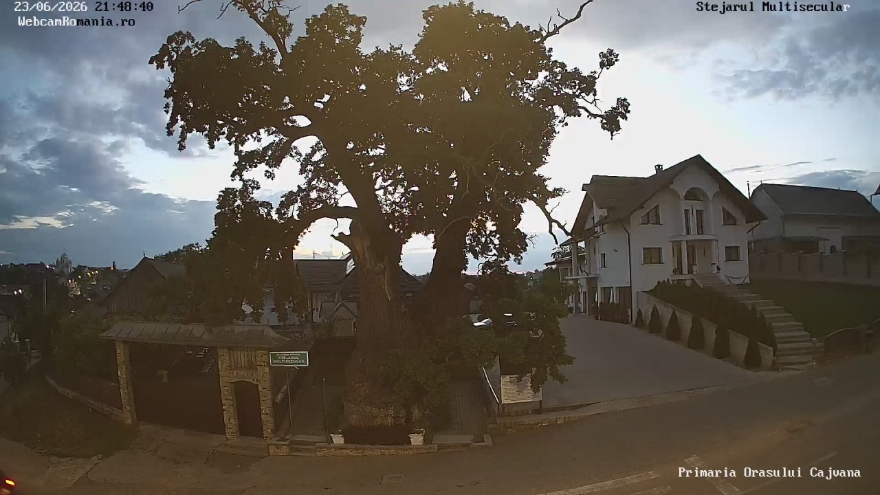 Webcam Stejarul Multisecular